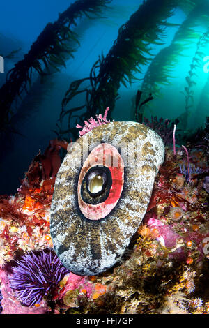 Un California reef scena mostra una keyhole limpet incorniciato dalle belle kelp e un colore reef. Foto Stock