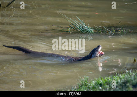 Lontra eurasiatica (Lutra lutra) in habitat naturali Foto Stock