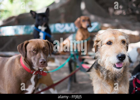 Immagini del cane in Buenos Aires 2015 (Philipp Hympendahl) Foto Stock