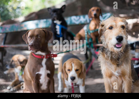 Immagini del cane in Buenos Aires 2015 (Philipp Hympendahl) Foto Stock