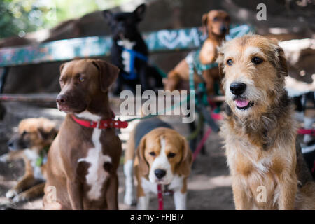 Immagini del cane in Buenos Aires 2015 (Philipp Hympendahl) Foto Stock