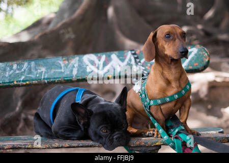 Immagini del cane in Buenos Aires 2015 (Philipp Hympendahl) Foto Stock