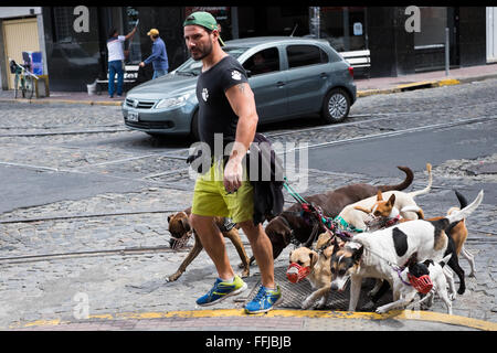 Immagini del cane in Buenos Aires 2015 (Philipp Hympendahl) Foto Stock