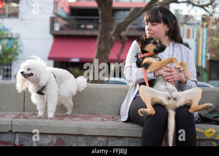 Immagini del cane in Buenos Aires 2015 (Philipp Hympendahl) Foto Stock