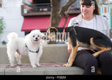 Immagini del cane in Buenos Aires 2015 (Philipp Hympendahl) Foto Stock