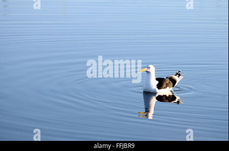 Gabbiano Kelp (Larus dominicanus) Foto Stock