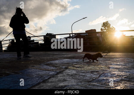 Immagini del cane in Buenos Aires 2015 (Philipp Hympendahl) Foto Stock