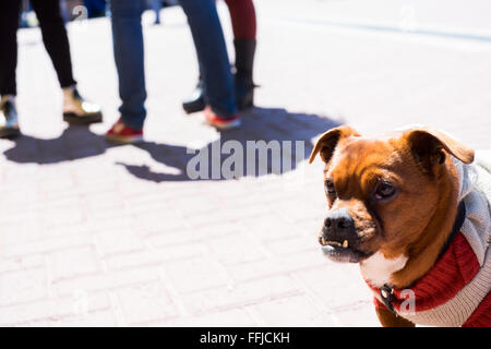 Immagini del cane in Buenos Aires 2015 (Philipp Hympendahl) Foto Stock