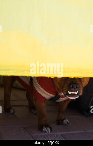 Immagini del cane in Buenos Aires 2015 (Philipp Hympendahl) Foto Stock