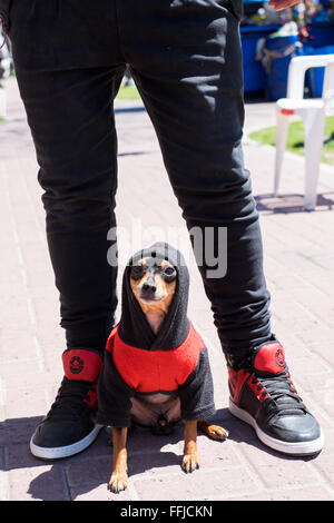 Immagini del cane in Buenos Aires 2015 (Philipp Hympendahl) Foto Stock