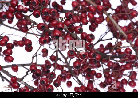 Red biancospino bacche con rami sfrondato Foto Stock