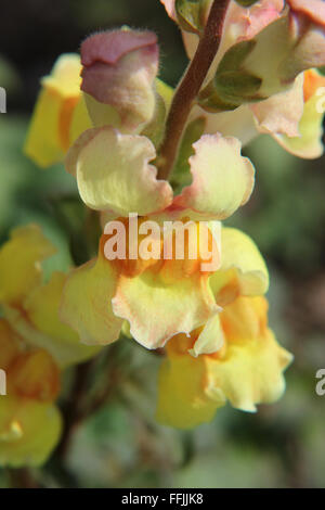 Close up scuro e giallo pallido fiori antirrhinum (Antirrhinum majus) su di un unico stelo Foto Stock