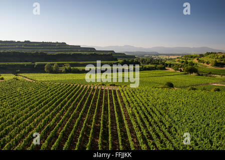 Bellissimo vigneto di terrazze con cielo azzurro e sole a Ihringen, Kaiserstuhl, Germania. Questa regione ha il maggior numero di ore di Suns Foto Stock