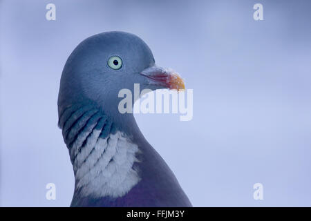 Woodpigeon (Columba palumbus) vicino, in piedi nella neve fresca, Bentley, Suffolk, Gennaio 2010 Foto Stock