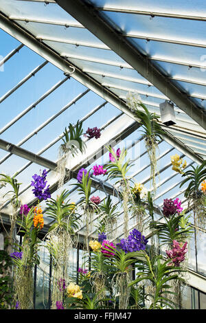 Vanda pensili orchid display interno i principi del Galles al Conservatorio botanico di Kew Gardens. Londra, Regno Unito Foto Stock