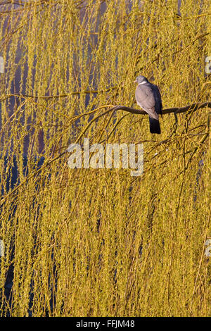 Legno-piccione in Willow Tree Foto Stock