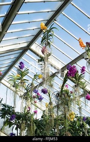 Vanda pensili orchid display interno i principi del Galles al Conservatorio botanico di Kew Gardens. Londra, Regno Unito Foto Stock