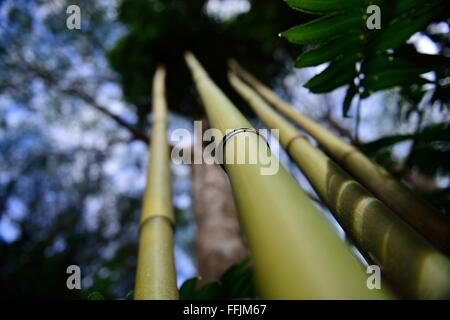 Colpo artistico di più steli di bambù in Oahu Hawaii. Foto Stock