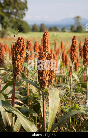 I picchi di miglio in un campo Foto Stock