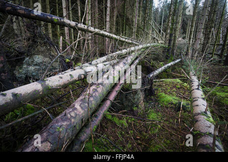 Diversi alberi caduti in linee convergenti, foresta danneggiata a causa di recenti modifiche in esposizione e tempeste con venti alti Foto Stock