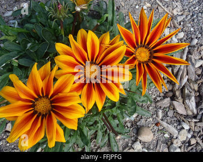 Tre giallo e rosso scuro fiori gazania nelle diverse fasi di apertura con il resto dell'impianto in background, sul suolo di Chalk Foto Stock