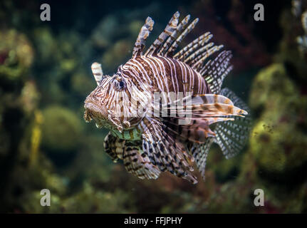 Coral reef pesce pterois volitans (leone rosso) in Acquario di Barcellona, Port Vell porto di Barcellona, Spagna Foto Stock