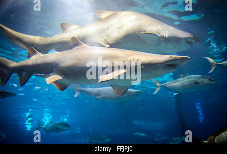 Sabbia squali tigre visto dal tunnel sottomarino in Acquario di Barcellona, Port Vell porto di Barcellona, Spagna Foto Stock