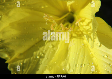 Macro shot di Evening Primerose (oenothera macrocarpa) con goccioline di acqua nella luce del sole Foto Stock