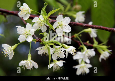 Selvaggio Bianco Ciliegio himalayana a Chiang Mai, Thailandia Foto Stock