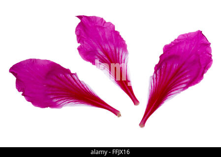 Petali di fiori di colore rosa su sfondo bianco Foto Stock