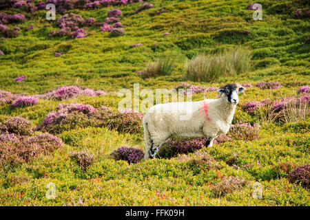 Swaledale pecora pecore in fioritura heather land, Trogolo di Bowland, Lancashire, Inghilterra, Gran Bretagna, Regno Unito. Foto Stock