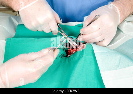 Vet operanti sul cane Foto Stock