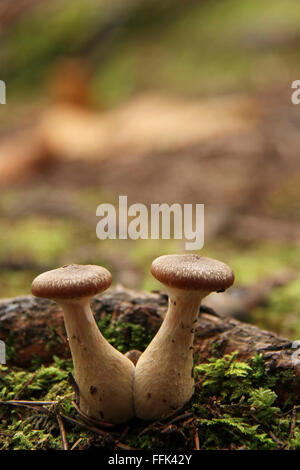 Una simpatica coppia di funghi che crescono su foresta umida terra Foto Stock