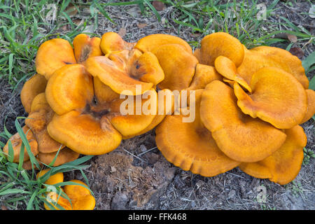 Solforosa che cresce su moncone di quercia viva costiero. Foto Stock