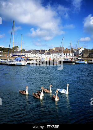 Famiglia di cigni a Portaferry Strangford Lough Down Irlanda del Nord Foto Stock