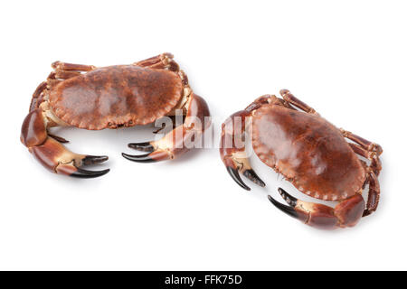 Coppia di fresche materie commestibili di granchi di mare isolato su sfondo bianco Foto Stock