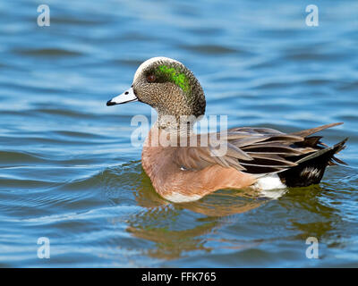 Maschio Wigeon americano Foto Stock