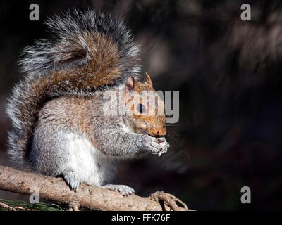 Orientale scoiattolo grigio di mangiare i dadi Foto Stock