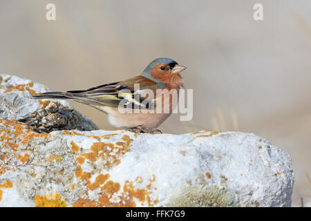 Maschio fringuello comune sui licheni coperto rock in Bulgaria Foto Stock