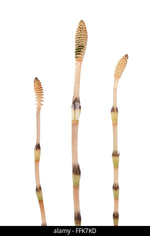 Campo fresca equiseto isolati su sfondo bianco Foto Stock