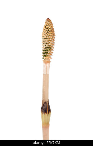 Campo fresca equiseto isolati su sfondo bianco Foto Stock
