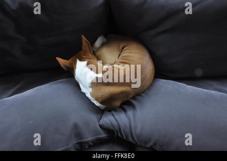 Basenji cane sul lettino Foto Stock