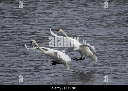 Due trumpeter swans per entrare in un atterraggio sul fiume Mississippi al parco di Cigno, Monticello, MN, Stati Uniti d'America Foto Stock