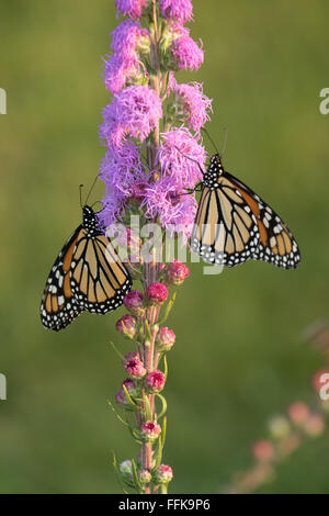 Due farfalle monarca cenare su un alto Blazing Star (Liatris pycnostachya) nella tarda estate in Minnesota Foto Stock