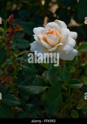 Rosa "Ausquest, introdotto nel Regno Unito da David Austin Roses Limited (UK) nel 2000 come "Crocus Rose'. Foto Stock