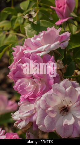 Rosa brillante Rosa Iceberg Foto Stock