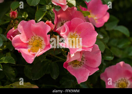 Rosa delizia spensierata , rosa, rosa x 'Meipotal', Foto Stock