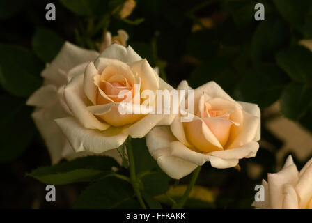 Rosa grazioso Lady Rose Foto Stock