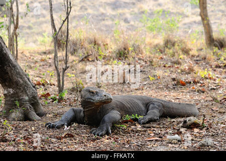 Un drago di Komodo in appoggio sotto l'albero nel parco nazionale di Komodo è allarmato Foto Stock