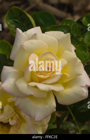 Rosa la pace, rose Meilland, Tè ibrido Foto Stock